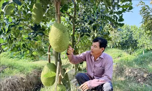 Giá mít cận Tết tăng mạnh