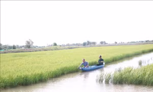 Phát huy thế mạnh kinh tế tập thể - Bài 2: Hình thành chuỗi liên kết hoàn chỉnh