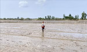 Khuyến cáo nông dân tuân thủ lịch xuống giống vụ lúa Thu Đông và Mùa