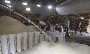 Giao nhận hàng đình trệ sau khi Ấn Độ áp thuế xuất khẩu 20% đối với gạo đồ