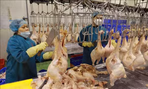 Từ 20/12, kiểm tra liên ngành về an toàn thực phẩm tại 10 tỉnh, thành phố
