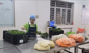 Hà Nội: Kết nối đảm bảo nguồn cung thực phẩm an toàn dịp cuối năm