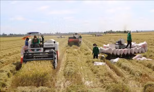 Tháo gỡ khó khăn trong thu hoạch, vận chuyển lúa