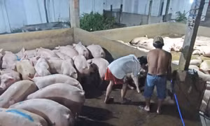 Long An: Giá tăng, lò mổ lại bơm nước vào lợn để trục lợi