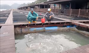 Hải Phòng thúc đẩy nuôi biển công nghiệp