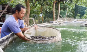 Thu nhập hàng tỷ đồng từ nuôi cá đặc sản trong bể lót bạt