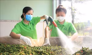 Xây dựng thương hiệu riêng cho sản phẩm nông sản địa phương