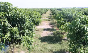 Đồng Tháp: Chuyển đổi hơn 1.800 ha đất trồng lúa kém hiệu quả