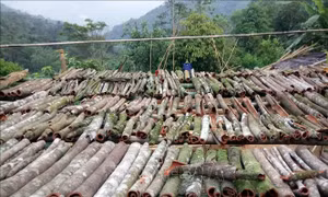 Xây dựng 'Trà My - Cao Sơn Ngọc Quế' thành sản phẩm du lịch độc đáo