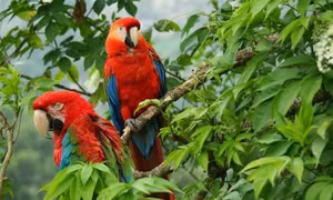 Độc đáo phiên bản quốc ca Colombia tại hội nghị về đa dạng sinh học