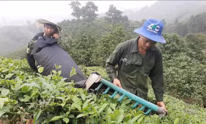 Cơ cấu các vùng sản xuất chè gắn với chế biến