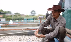 Hàng chục tấn cá nuôi lồng, bè chết bất thường trên sông Sêrêpốk