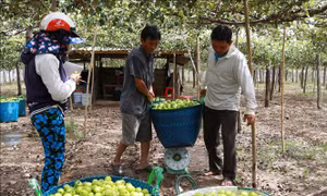 Trồng táo trong nhà lưới mang lại hiệu quả cao