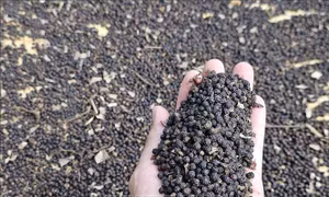 Xuất khẩu hồ tiêu 5 tháng tăng 21,7%