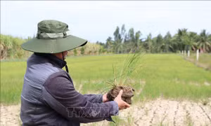 Các địa phương phòng chống hạn hán, xâm nhập mặn