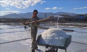 Diêm dân Quảng Bình được mùa, được giá