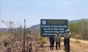 Giữ màu xanh cho những cánh rừng giáp ranh ở Chư Pưh, Gia Lai