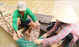 Nhiều hy vọng cho nông dân đầu nguồn trong mùa nước nổi