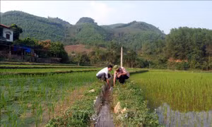 Làng quê Tuyên Quang đổi mới nhờ phát huy sức mạnh 'ý Đảng lòng dân'