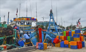 Bình Thuận tạm dừng hoạt động đối với tiểu thương mua bán cá nhỏ lẻ tại 2 cảng cá