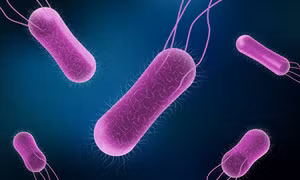 Hơn 130 bác sĩ nhiễm khuẩn Salmonella tại bệnh viện của Mexico