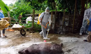Dịch tả lợn châu Phi vẫn diễn biến phức tạp