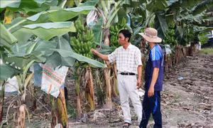 Giải pháp căn cơ để nông dân không còn lo 'được mùa, mất giá'