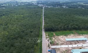 Chậm cưa cắt cao su phục vụ cao tốc Biên Hòa - Vũng Tàu