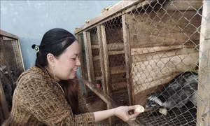 Nhân nuôi cầy vòi hương mang lại hiệu quả kinh tế cao