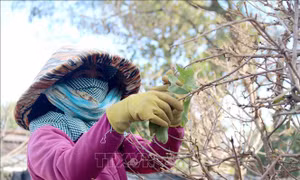Làng mai Phú Hội vào Xuân