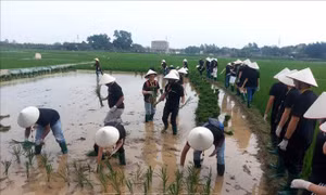 Du lịch trải nghiệm một ngày làm nông dân ở Làng cổ Đường Lâm thu hút khách quốc tế