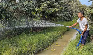 Phòng chống hạn mặn ở Đồng bằng sông Cửu Long - Bài 1: Thuận thiên thích ứng 
