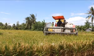 Tăng giá trị, tạo liên kết chuỗi bền vững cho sản phẩm lúa gạo 