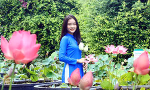 Phát triển cây sen thành sản phẩm đặc trưng trên quê hương Bác