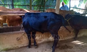 Phát triển chăn nuôi theo hướng công nghiệp hóa  