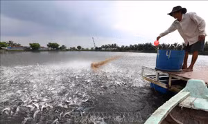 Tổ chức lại sản xuất giống cá tra theo hướng hợp tác liên kết thị trường