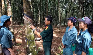  Tỏa sáng hình ảnh Bộ đội Cụ Hồ trong thời bình 