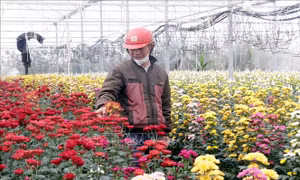 Làng hoa Lưu Vĩnh Sơn rộn ràng vào vụ Tết