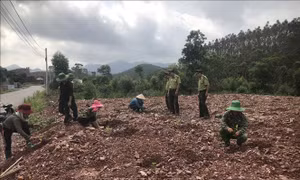 Đẩy nhanh tiến độ trồng rừng sau bão số 3