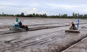 Nông dân kỳ vọng vào đề án 1 triệu ha lúa chất lượng cao