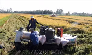 Kiên Giang: Hình thành vùng chuyên canh lúa chất lượng cao và phát thải thấp