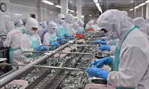 Xuất khẩu thuỷ sản duy trì đà tăng trưởng tích cực