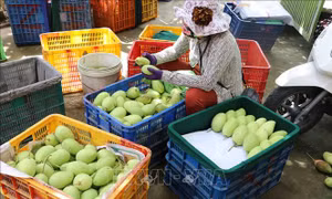 Xoài Đồng Tháp cuối vụ mất giá