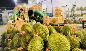 Xuất khẩu sầu riêng ổn định trở lại sau thời gian ngắn gián đoạn bởi kiểm nghiệm