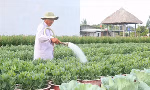 Mưa trái mùa khiến nhà vườn trồng hoa Tết ở Cần Thơ lo lắng