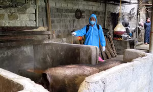 Phê duyệt Kế hoạch quốc gia phòng, chống bệnh dịch tả lợn châu Phi 