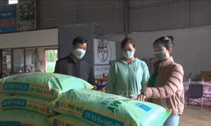Nông dân tìm cách thích ứng khi giá phân bón, vật tư nông nghiệp tăng cao 