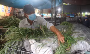 Nuôi thỏ thương phẩm cho thu nhập cao