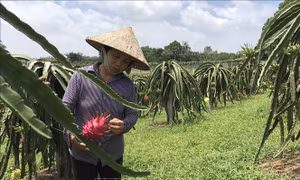 Vĩnh Phúc có 100% số xã đạt chuẩn nông thôn mới