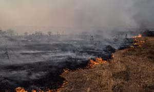 Cerrado - vùng thảo nguyên chống lửa của Brazil